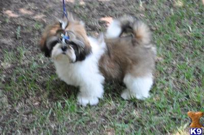 Puppies in Thomaston
